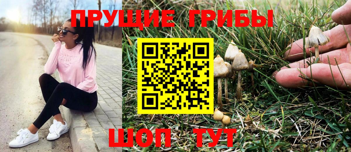 Псилоцибиновые грибы MAGIC MUSHROOMS  Вход с VPN  Каменка  Галлюциногенные грибы прущие грибы 